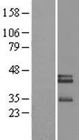 Neurexophiline 3 (NXPH3) (NM 007225) Humaan Overexpressie Lysaat