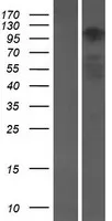 Ataxine 2 zoals (ATXN2L) (NM 148414) Humane overexpressie Lysaat