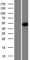 U2AF65 (U2AF2) (NM 007279) Human Over-expression Lysate