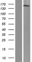 PHLDB1 (NM 015157) Humane overexpressie Lysaat