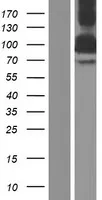BICD2 (NM 015250) Humane over-expressie Lysaat