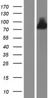Ephexin 1 (NGEF) (NM 019850) Humane overexpressie Lysaat