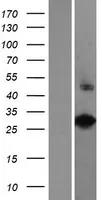 VAX2 (NM 012476) Humane overexpressie Lysaat