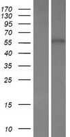 FBXW8 (NM 153348) Humane overexpressie Lysaat