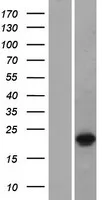 DUX3 (NM 012148) Humane overexpressie Lysaat