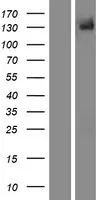 TRPM5 (NM 014555) Humane overexpressie Lysaat