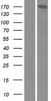 BRCAA1 (ARID4B) (NM 031371) Humane overexpressie Lysaat