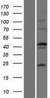 EFCBP2 (NECAB2) (NM 019065) Humane overexpressie Lysaat