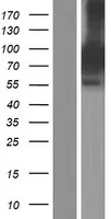 Syntabuline (SYBU) (NM 001099756) Humane overexpressie Lysaat