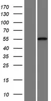 Cadherin like 23 (CDH23) (NM 052836) Human Over-expression Lysate