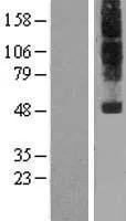 NPFF1 Receptor (NPFFR1) (NM 022146) Human Over-expression Lysate