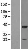 OBFC1 (STN1) (NM 024928) Menselijk overexpressie-Lysaat