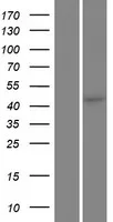 C5ORF44 (TRAPPC13) (NM 001093755) Humane overexpressie Lysaat