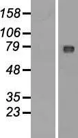 C2orf44 (WDCP) (NM 025203) Human Over-expression Lysate