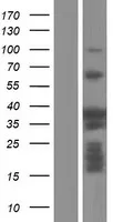 PSRC1 (NM 032636) Humane overexpressie Lysaat