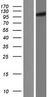 UNK unkumpt (UNK) (NM 001080419) Human Over-expression Lysate