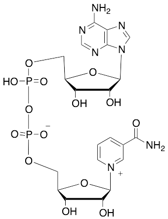 Beta-Nicotinamide Adenine Dinucleotide - image 1