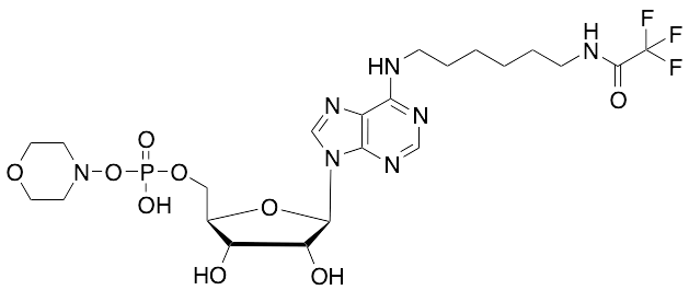 (-)-Inosine Dehydroxy-N-(6-iminohexyl)-2,2,2-trifluoroacetamide Phospho-morpholine - image 1
