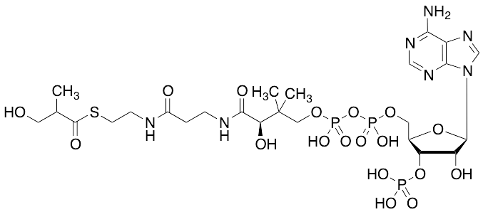 3-Hydroxyisobutyryl CoA - image 1