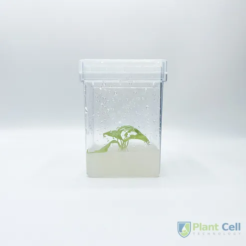 Square Culture Vessels - image 4