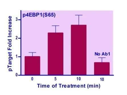 EnzyFluo™ Human/Mouse 4EBP1(S65) Phosphorylation ELISA Kit - image 1