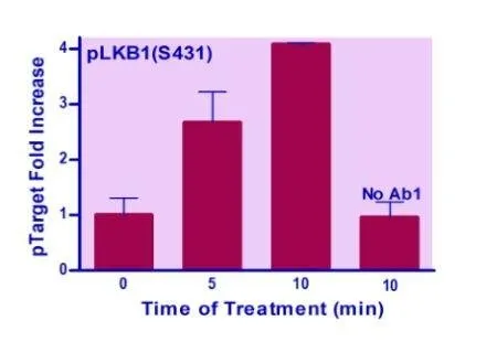 EnzyFluo™ Human/Mouse LKB1(S431) Phosphorylation ELISA Kit - image 1