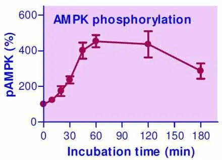 EnzyFluo™ AMPK Phosphorylation Assay Kit - image 1