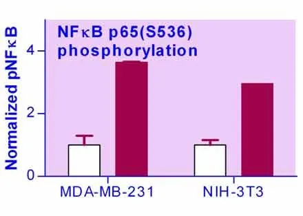 EnzyFluo™ NFkB Phosphorylation Assay Kit - image 1