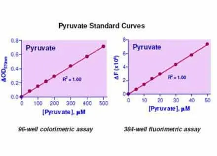 EnzyChrom™ Pyruvate Assay Kit - image 1