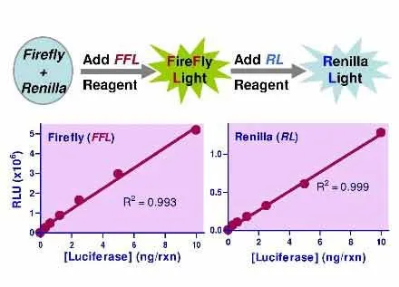 SuperLight™ Dual Luciferase Reporter Gene Assay Kit - image 1