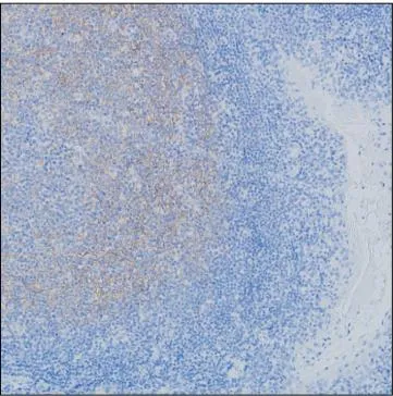 CD35 Antibody - image 1