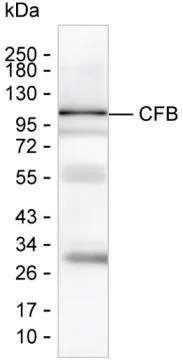 Complement factor B Antibody - image 1