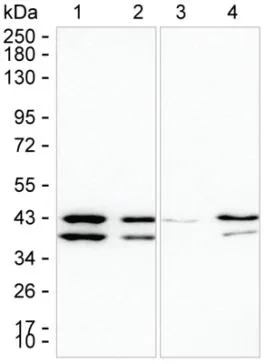 Mapre2 Antibody - image 1
