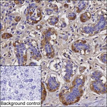 PDGFA Antibody - image 1