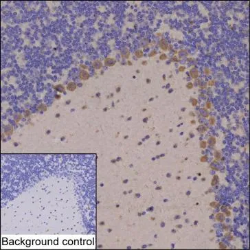Lgi4 Antibody - image 1