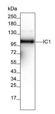 SERPING1 Antibody - image 1