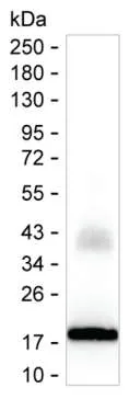 IFNA2 Antibody - image 1