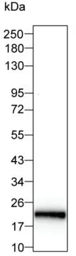 IL11 Antibody - image 1