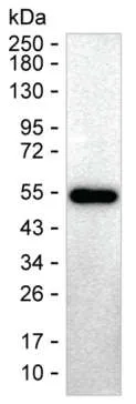 CTLA4 Antibody - image 1