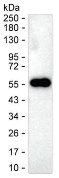 CTLA4 Antibody - image 1