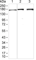 CLASP2 Antibody - image 1