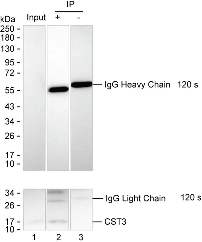 CST3 Antibody - image 1