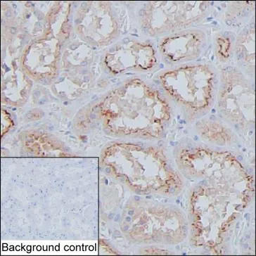 CST3 Antibody - image 1