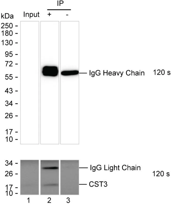 CST3 Antibody - image 1