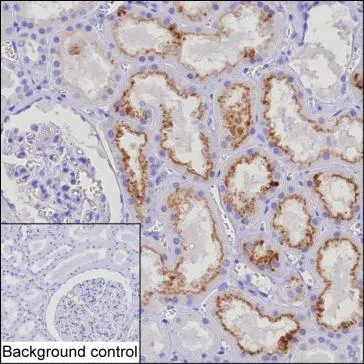CST3 Antibody - image 1