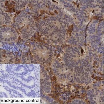 AACT Antibody - image 1