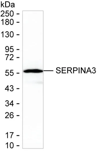 AACT Antibody - image 1