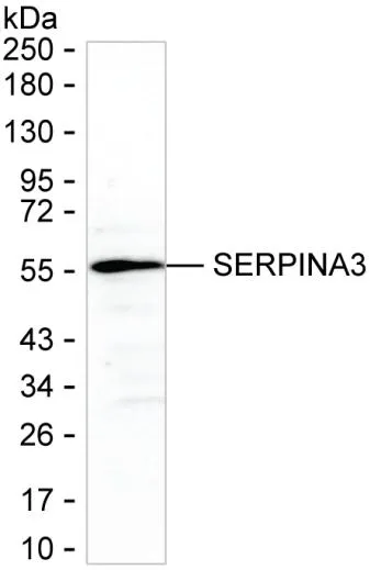 AACT Antibody - image 1