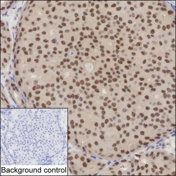 GAPDH Antibody - image 1