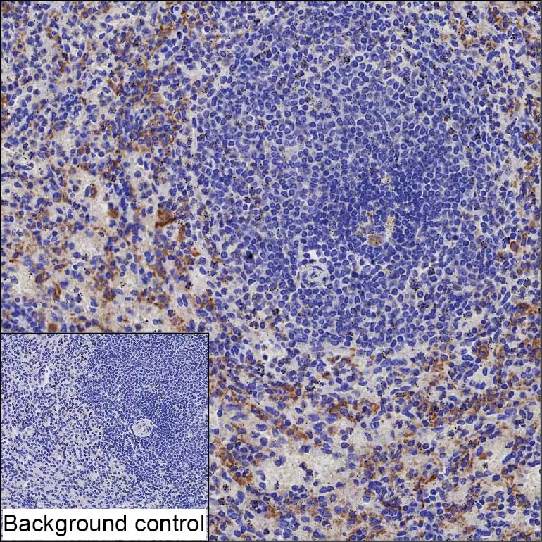 CD163 Antibody - image 1